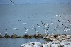 Ethereal Grace of Wan Jiang Ting in YiTuYu Art Language Vol.8851 by the Lake-5