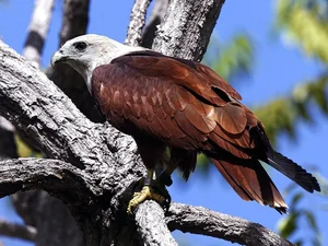 The Majestic Haliastur indus - A Sacred Symbol of Beauty and Freedom-7