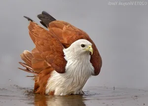 The Majestic Haliastur indus - A Sacred Symbol of Beauty and Freedom-5