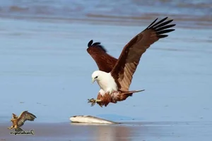 The Majestic Haliastur indus - A Sacred Symbol of Beauty and Freedom-6