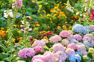 Lost in the shimmering beauty of the spring flower carpet by Hoan Kiem Lake-2