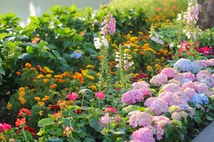 Lost in the shimmering beauty of the spring flower carpet by Hoan Kiem Lake-8