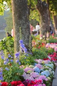 Lost in the shimmering beauty of the spring flower carpet by Hoan Kiem Lake-4