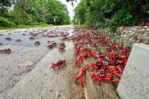 Witness the Spectacular Red Crab Migration on Christmas Island: Millions Transform Roads into a Crimson Tide!-2