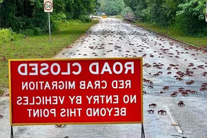 Witness the Spectacular Red Crab Migration on Christmas Island: Millions Transform Roads into a Crimson Tide!-0